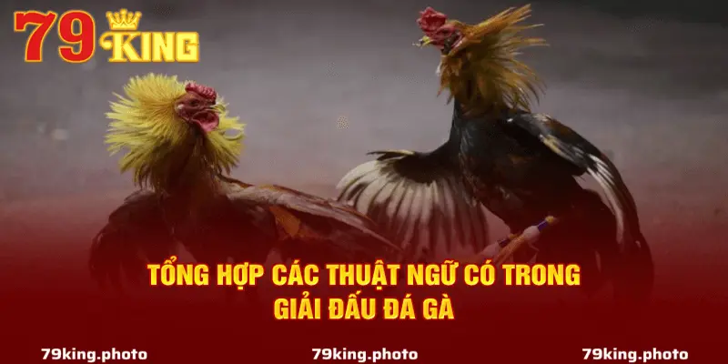 Tại Sao Cần Biết Các Thuật Ngữ Đá Gà?